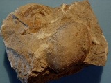 Cyrtodontula sp.